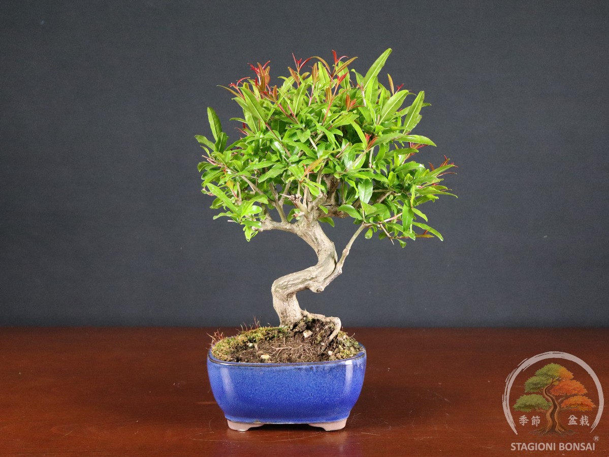Melograno da frutto (Punica granatum nejikan) - fascia 65 € - immagine 3