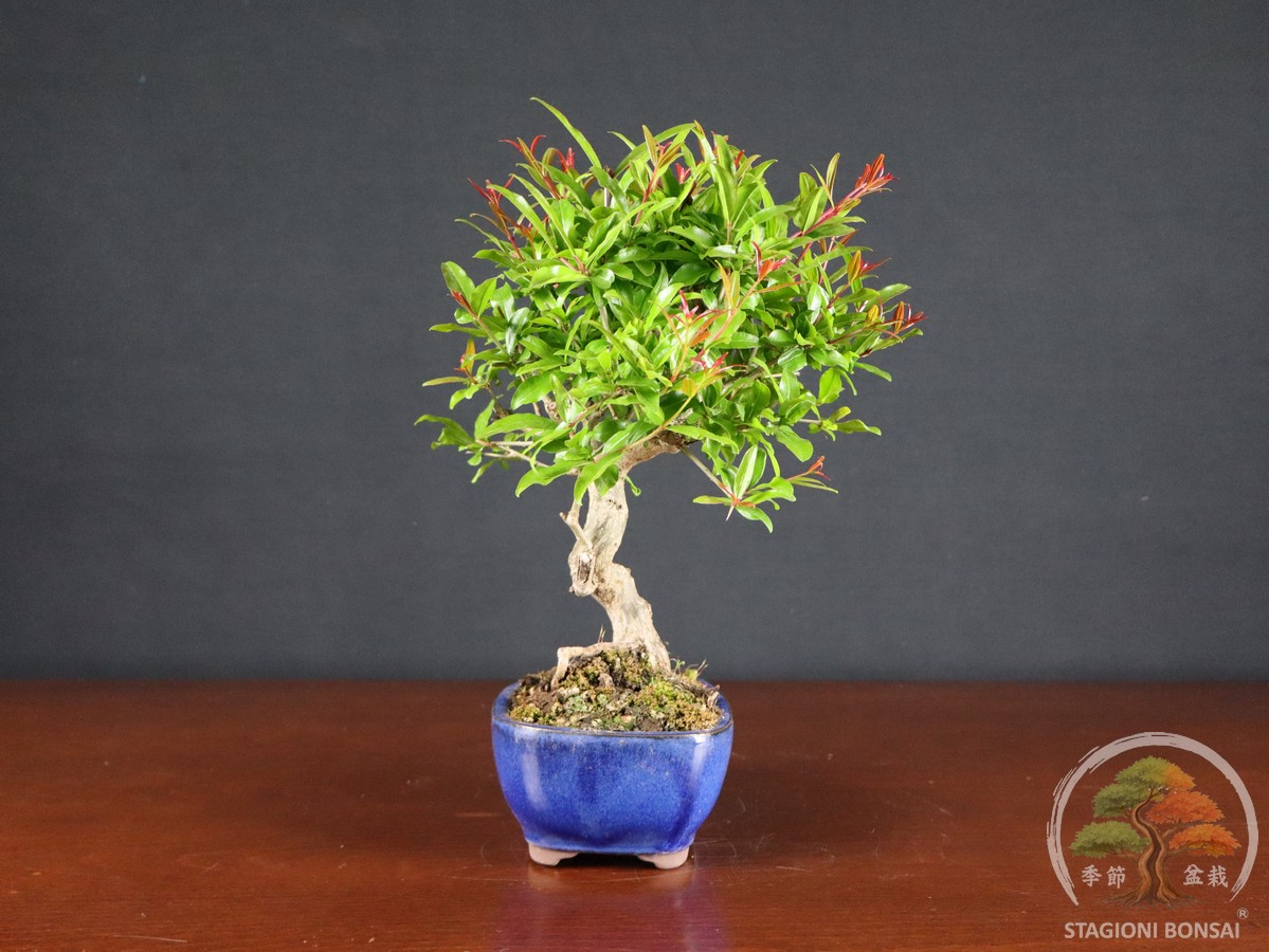 Melograno da frutto (Punica granatum nejikan) - fascia 65 € - immagine 4