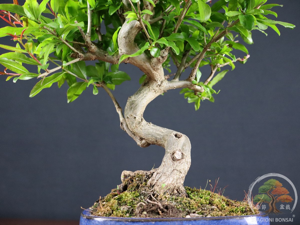 Melograno da frutto (Punica granatum nejikan) - fascia 65 € - immagine 5