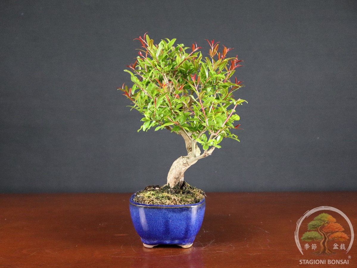 Melograno da frutto (Punica granatum nejikan) - fascia 85 € - immagine 3