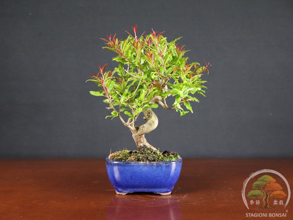 Melograno da frutto (Punica granatum nejikan) - fascia 85 € - immagine 4