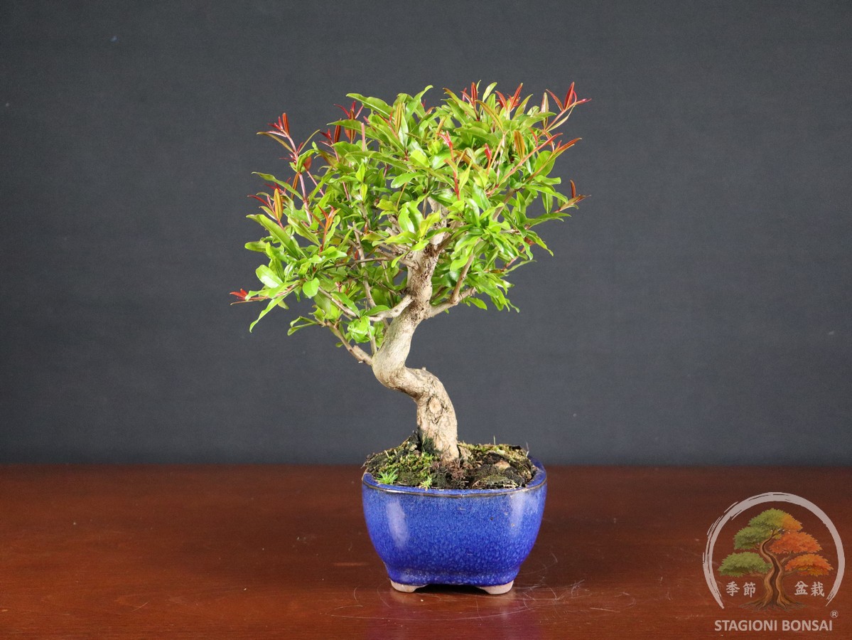 Melograno da frutto (Punica granatum nejikan) - fascia 85 € - immagine 5