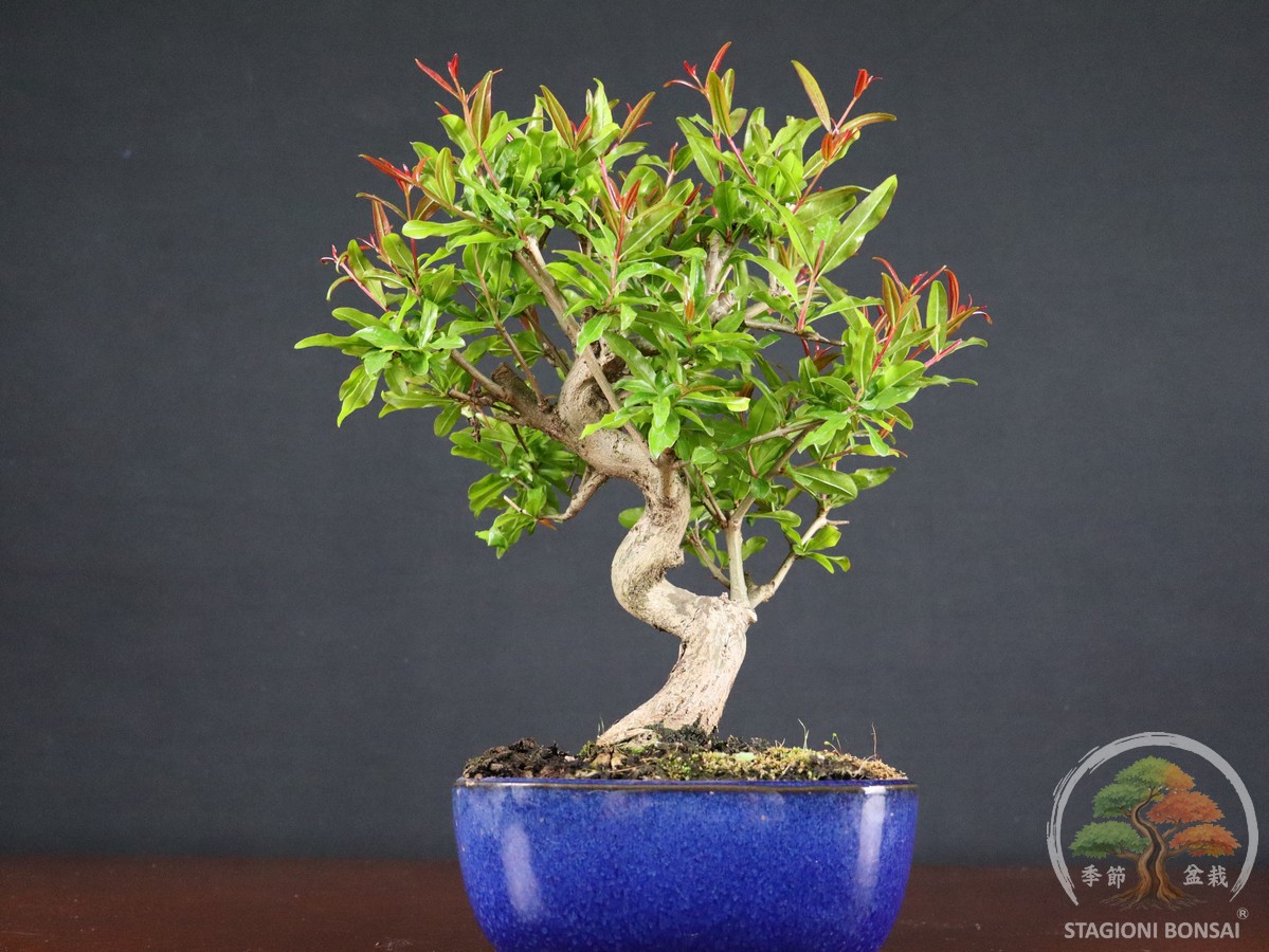 Melograno da frutto (Punica granatum nejikan) - fascia 85 € - immagine 6
