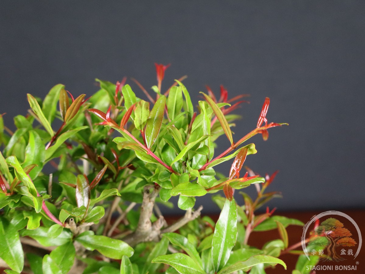 Melograno da frutto (Punica granatum nejikan) - fascia 85 € - immagine 7