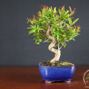Melograno bonsai Punica granatum con fiori ornamentali e piccoli frutti. Esemplari di circa 10 anni, robusti e ideali per coltivazione all’esterno.