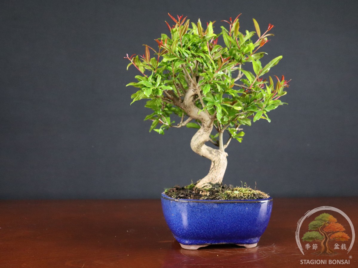 Melograno bonsai Punica granatum con fiori ornamentali e piccoli frutti. Esemplari di circa 10 anni, robusti e ideali per coltivazione all’esterno.