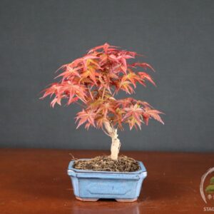 Acero palmato Deshojo (acer palmatum) - fascia 40 €