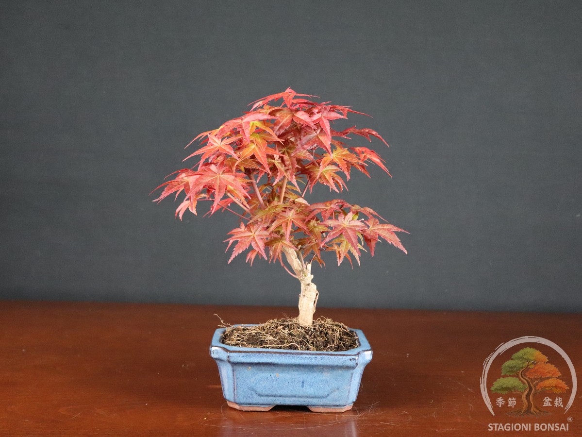 Acero palmato Deshojo (acer palmatum) - fascia 40 €