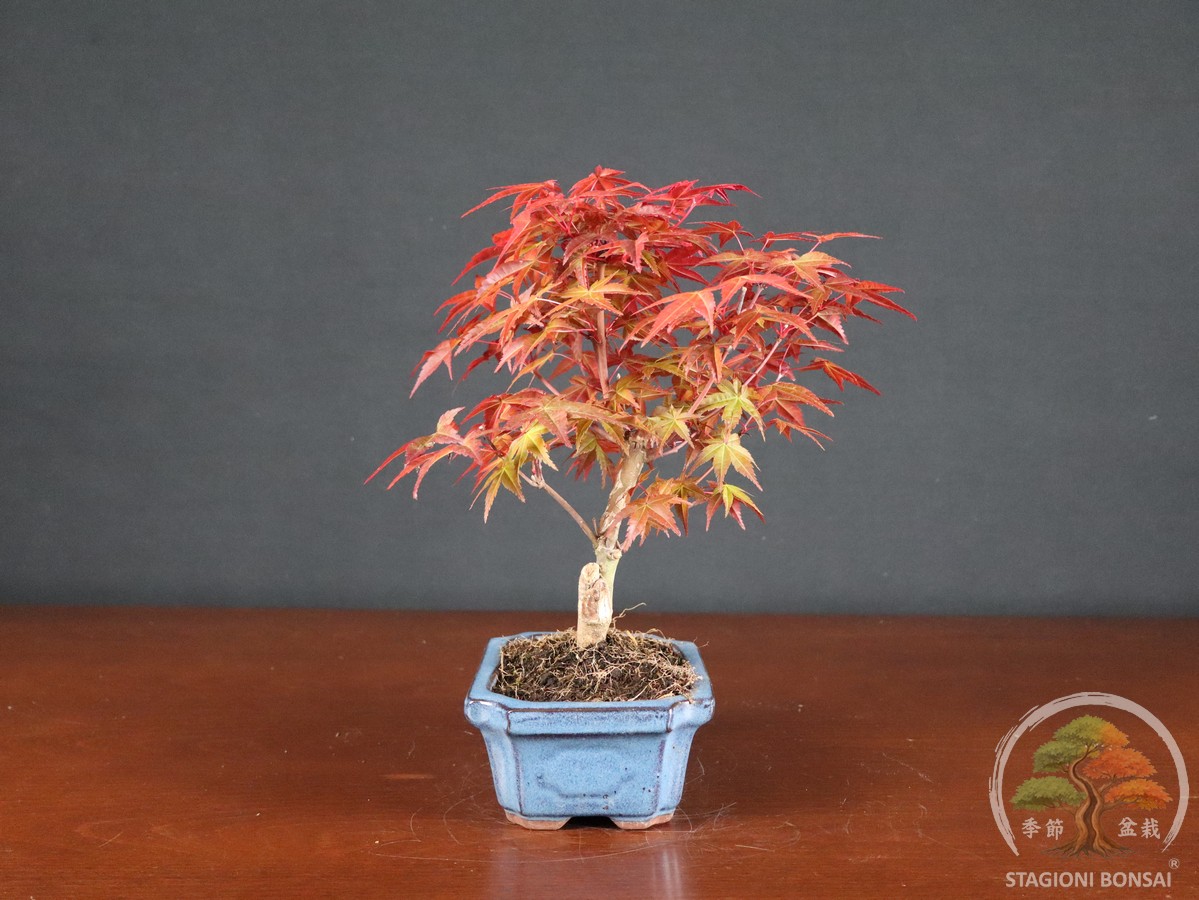 Acero palmato Deshojo (acer palmatum) - fascia 40 € - immagine 2