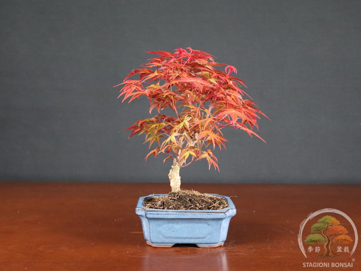 Acero palmato Deshojo (acer palmatum) - fascia 40 € - immagine 3