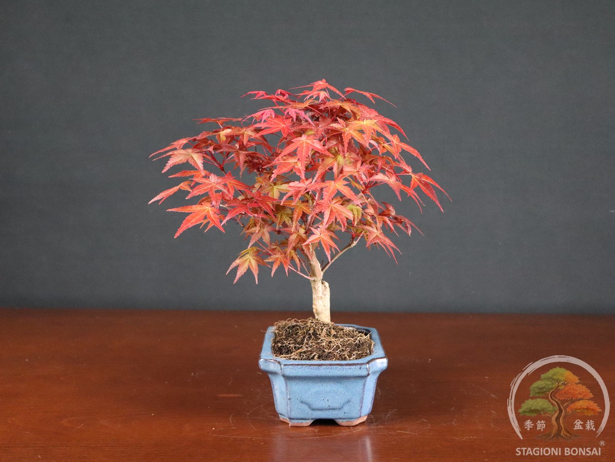 Acero palmato Deshojo (acer palmatum) - fascia 40 € - immagine 4