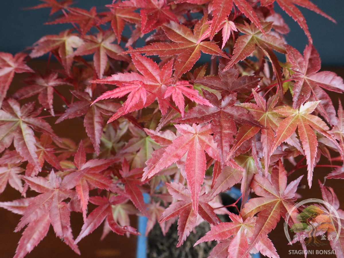 Acero palmato Deshojo (acer palmatum) - fascia 40 € - immagine 5