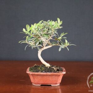 Olivo (Olea europaea) - fascia 40 €