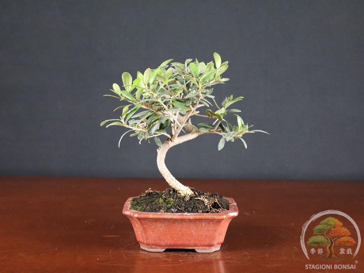 Olivo (Olea europaea) - fascia 40 €