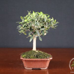 Olivo (Olea europaea) - fascia 45 €