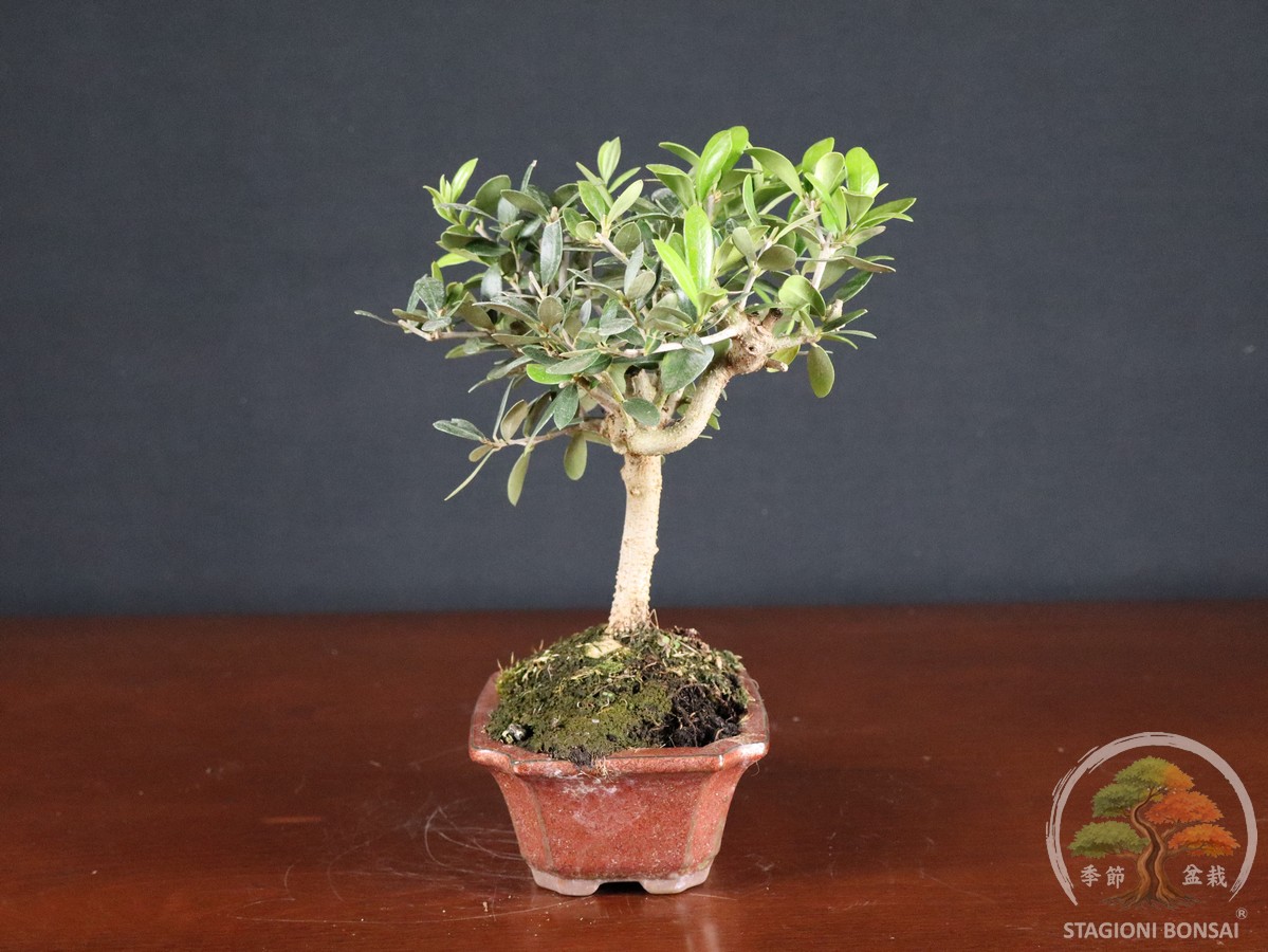 Olivo (Olea europaea) - fascia 45 € - immagine 2