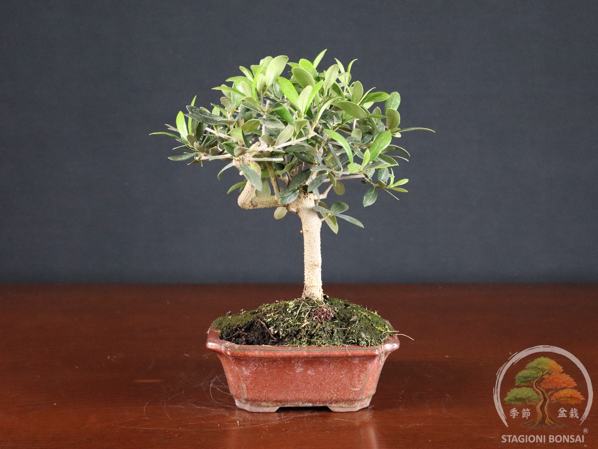 Olivo (Olea europaea) - fascia 45 € - immagine 3