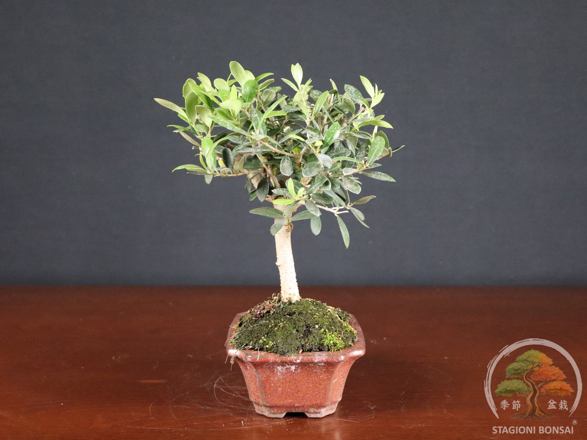 Olivo (Olea europaea) - fascia 45 € - immagine 4