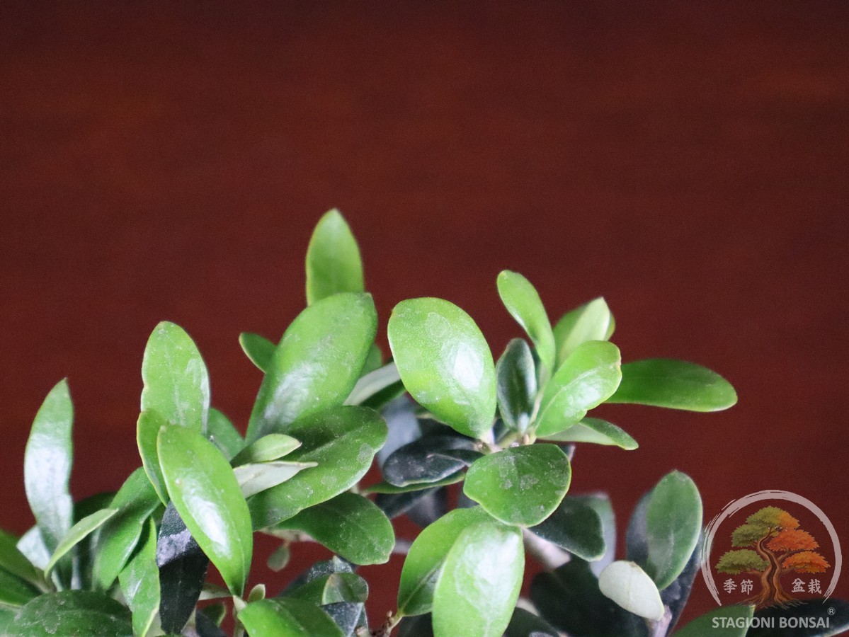 Olivo (Olea europaea) - fascia 40 € - immagine 5