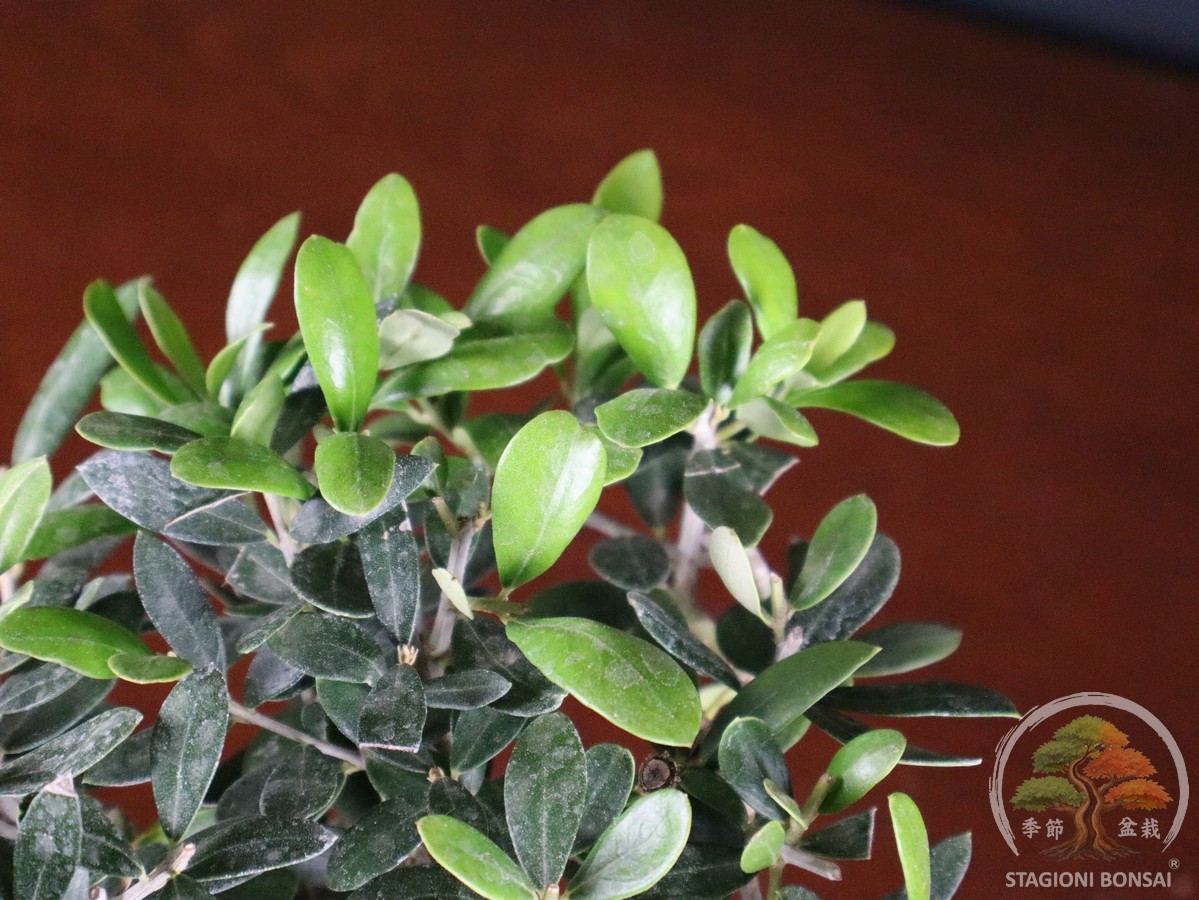 Olivo (Olea europaea) - fascia 45 € - immagine 6