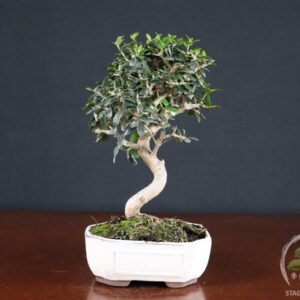 Olivastro (Olea europaea sylvestris) - fascia 65 €