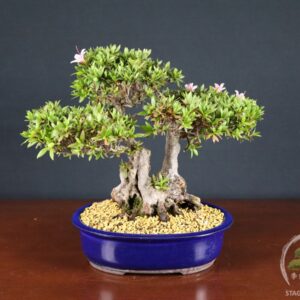 Azalea Satsuki Nikko (26-062)