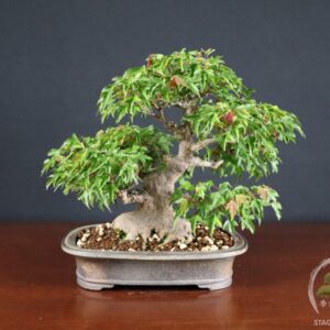 Acer buergerianum - acero tridente (25-034)
