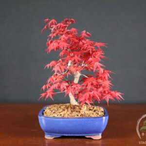 Acero palmato Deshojo - Acer palmatum (26-063)