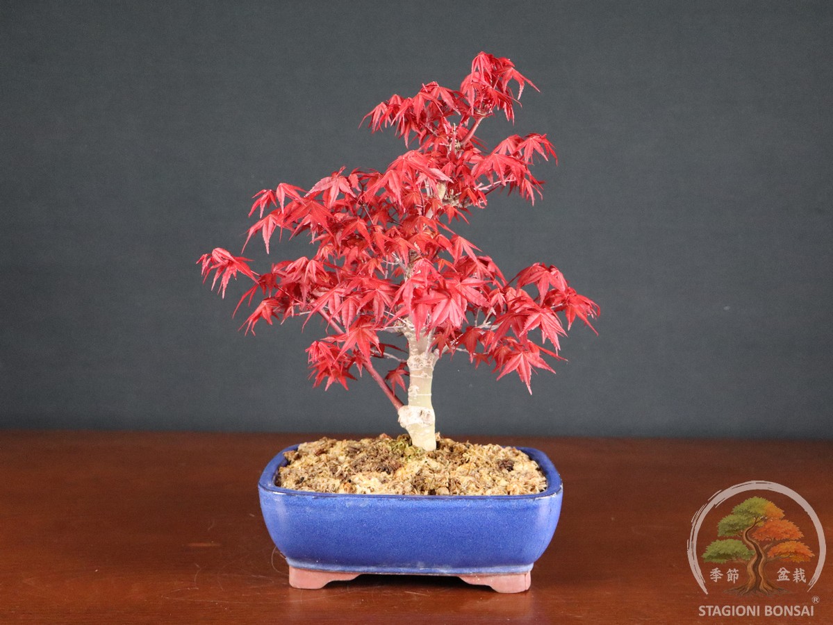 Acero palmato Deshojo - Acer palmatum (26-064)