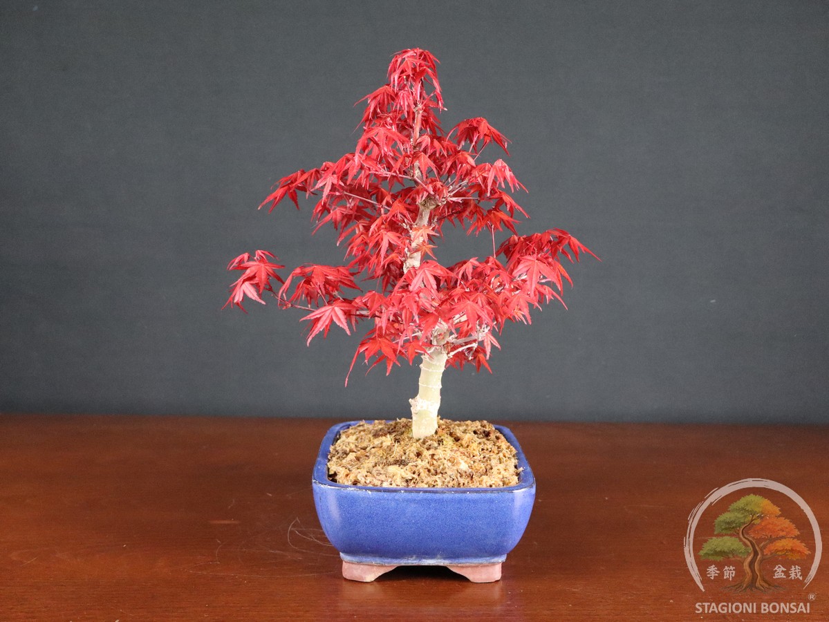 Acero palmato Deshojo - Acer palmatum (26-064) - immagine 2