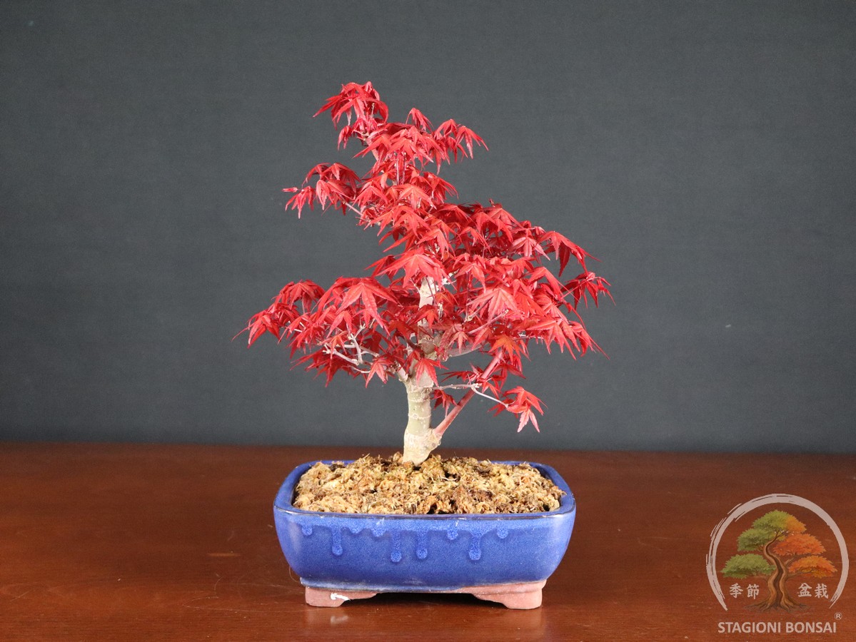Acero palmato Deshojo - Acer palmatum (26-064) - immagine 3