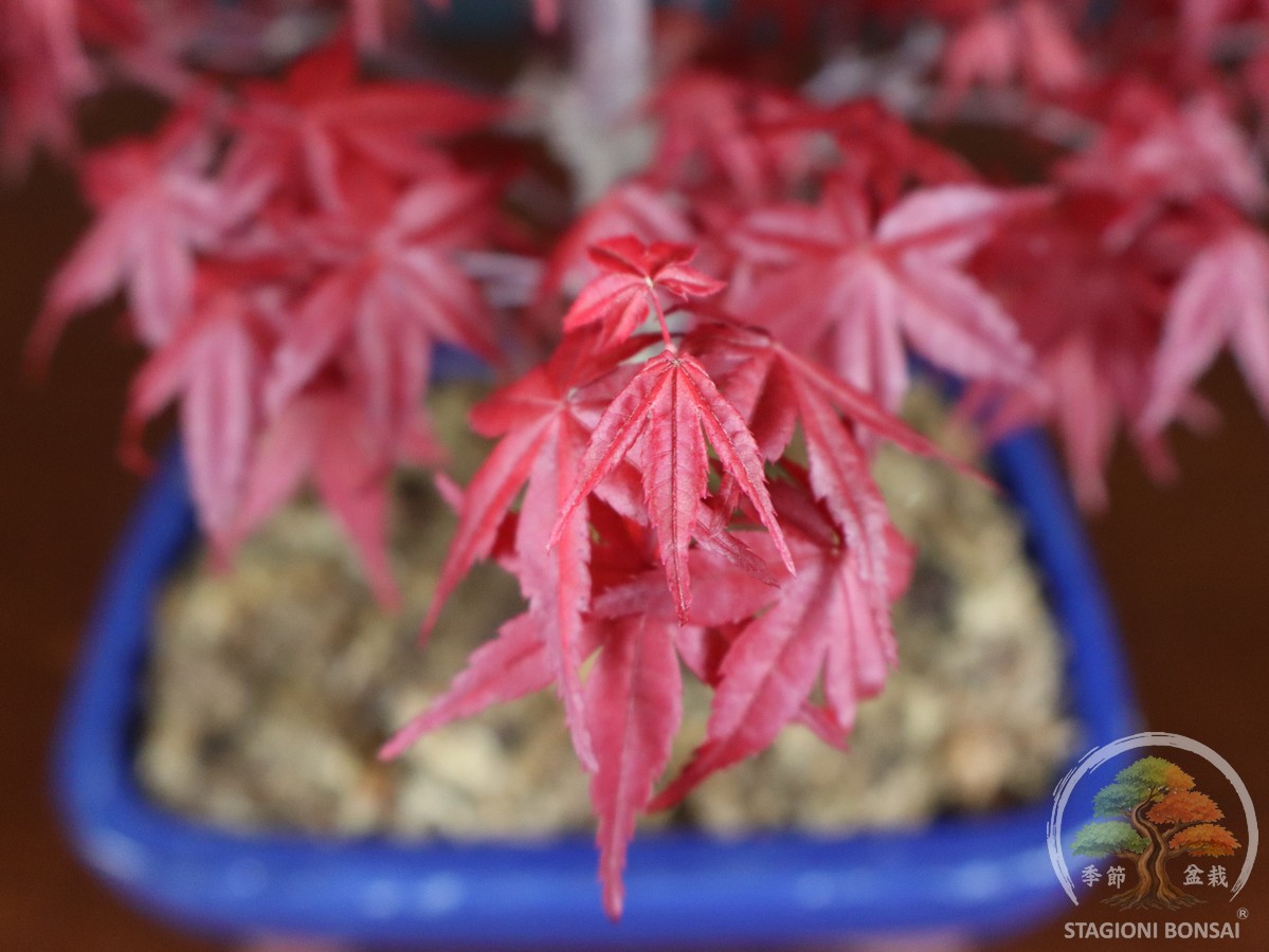 Acero palmato Deshojo - Acer palmatum (26-064) - immagine 5