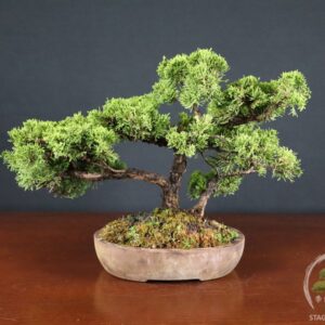 Juniperus Chinensis Itoigawa – Ginepro (26-065)