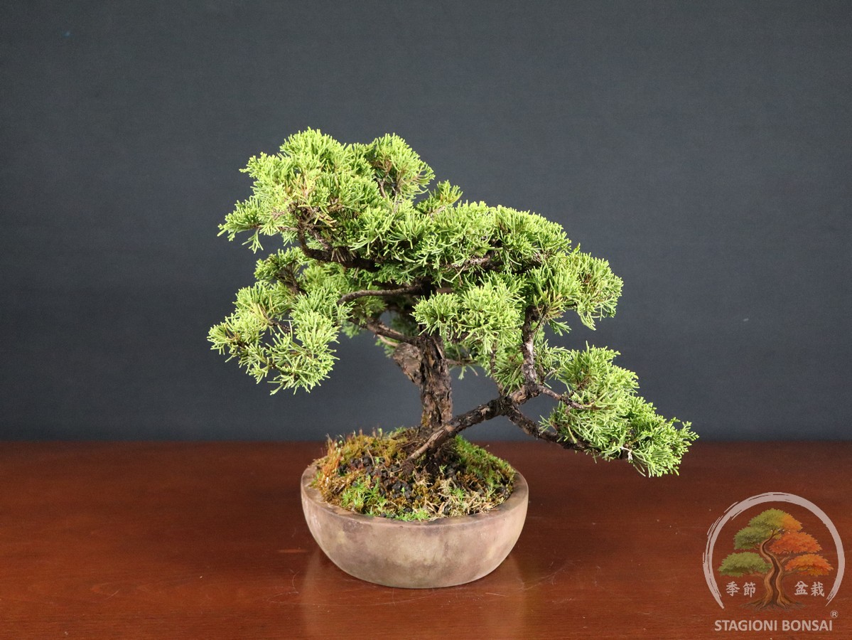Juniperus Chinensis Itoigawa – Ginepro (26-065) - immagine 2