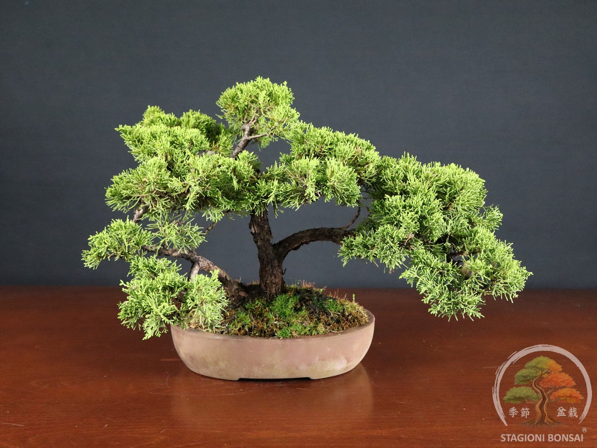 Juniperus Chinensis Itoigawa – Ginepro (26-065) - immagine 3