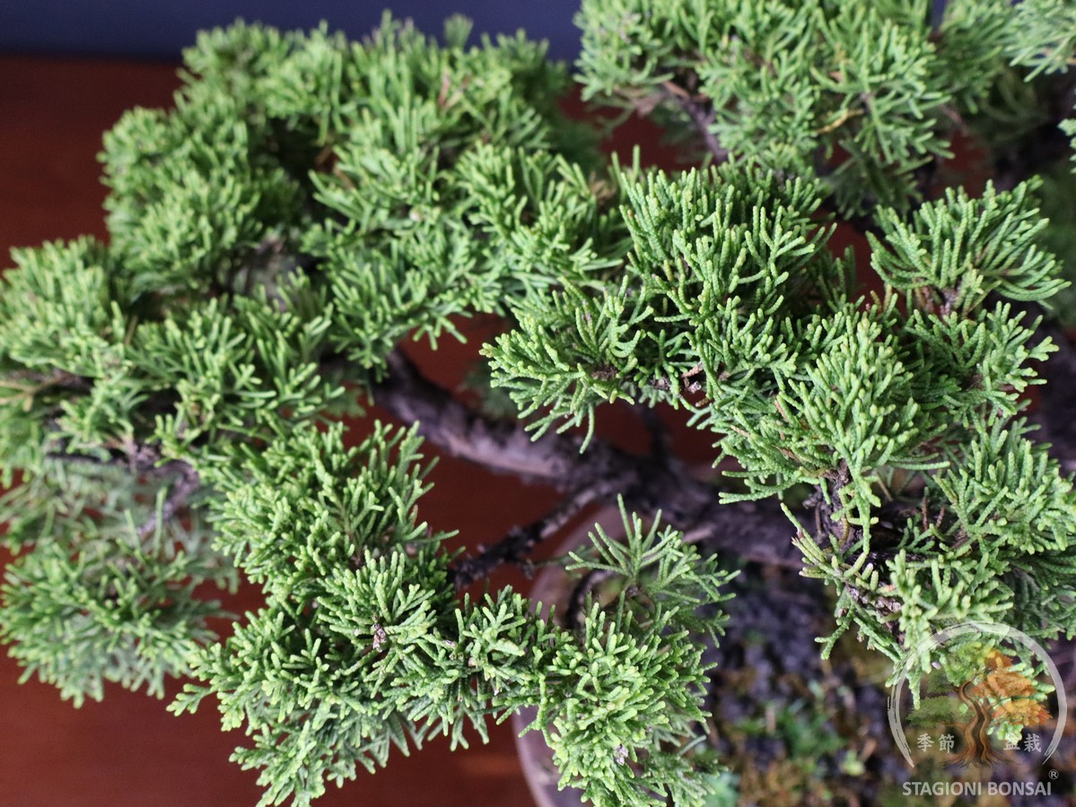 Juniperus Chinensis Itoigawa – Ginepro (26-065) - immagine 6