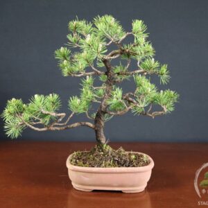 Pinus Mughus – Pino mugo (26-066)