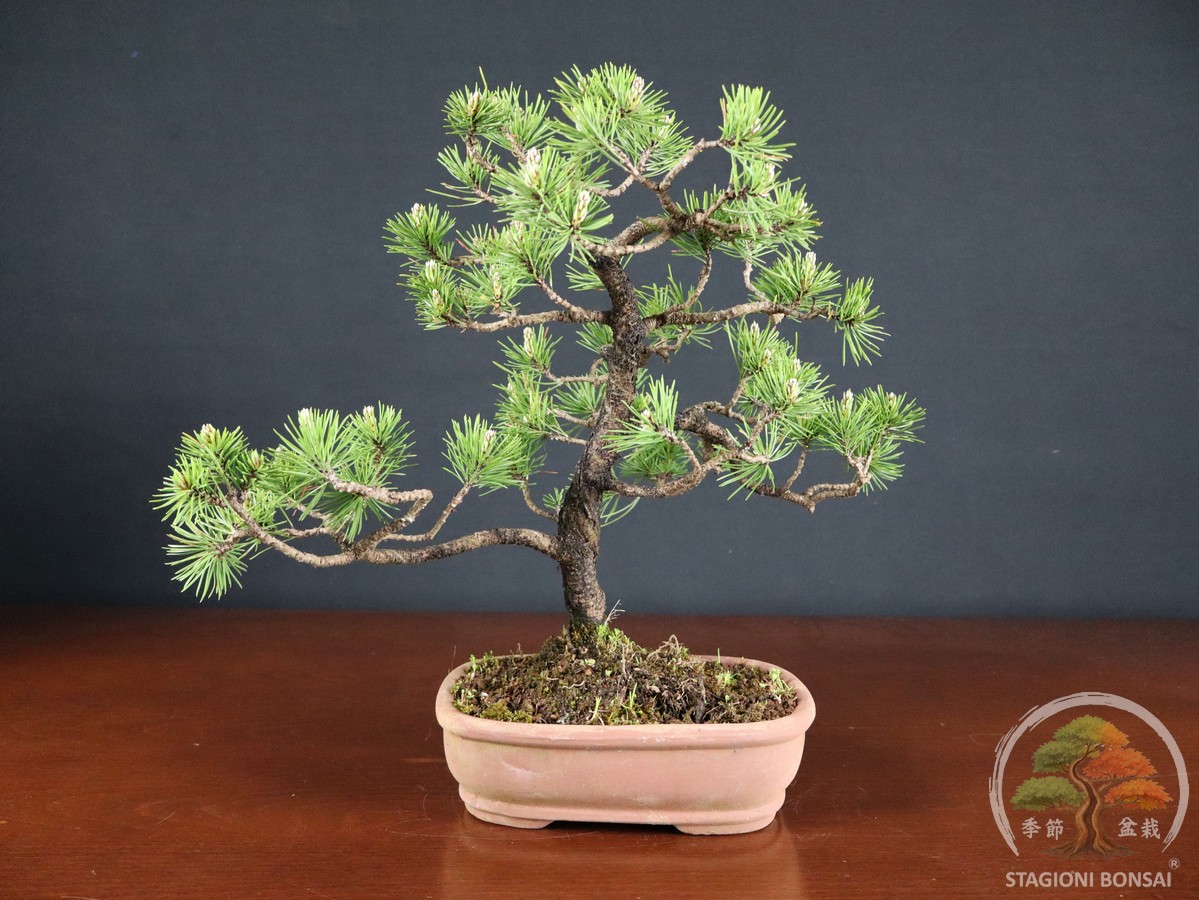 Pinus Mughus – Pino mugo (26-066)