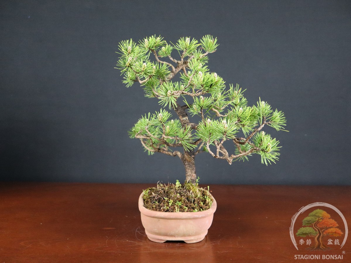 Pinus Mughus – Pino mugo (26-066) - immagine 2