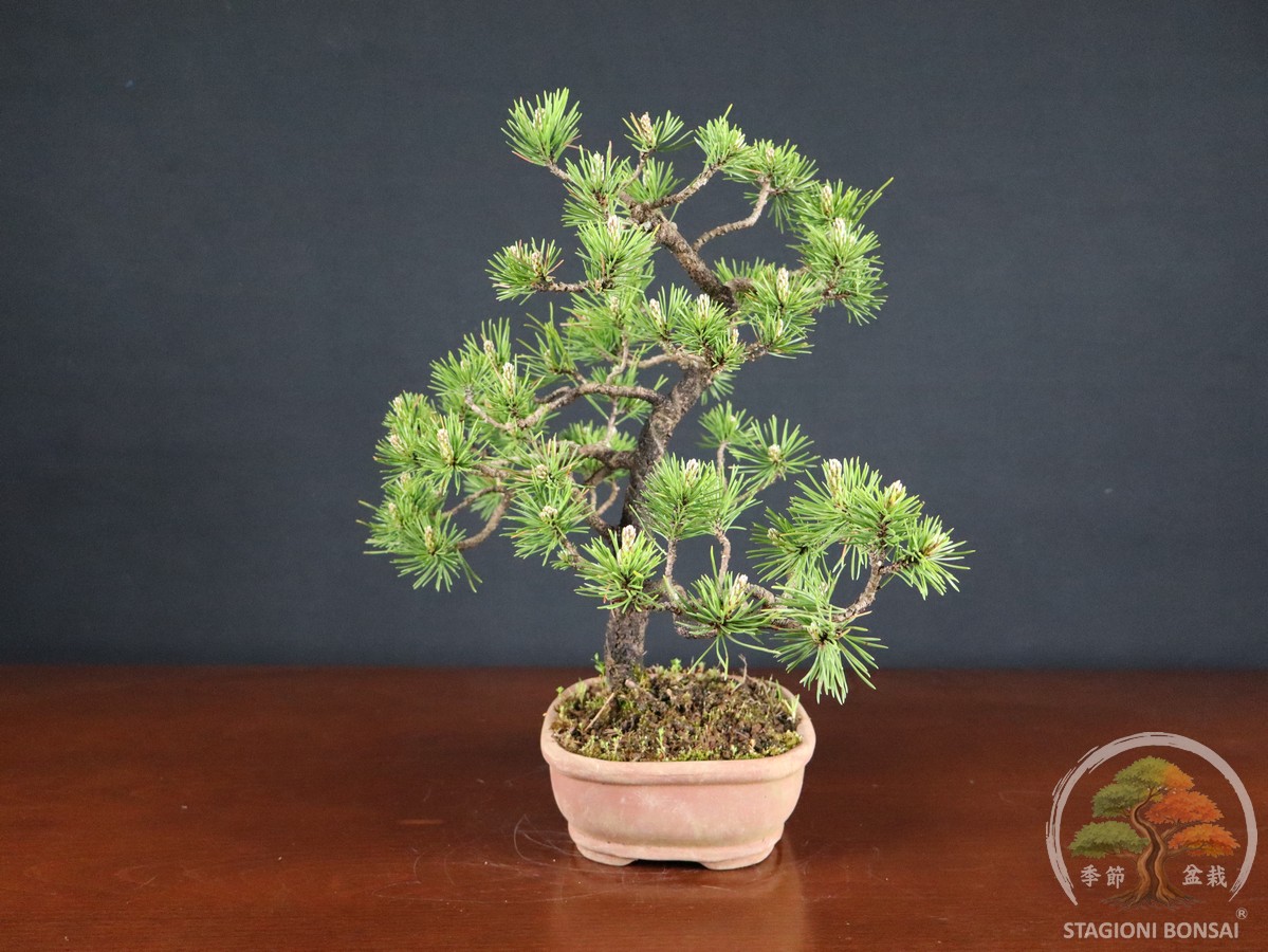 Pinus Mughus – Pino mugo (26-066) - immagine 4