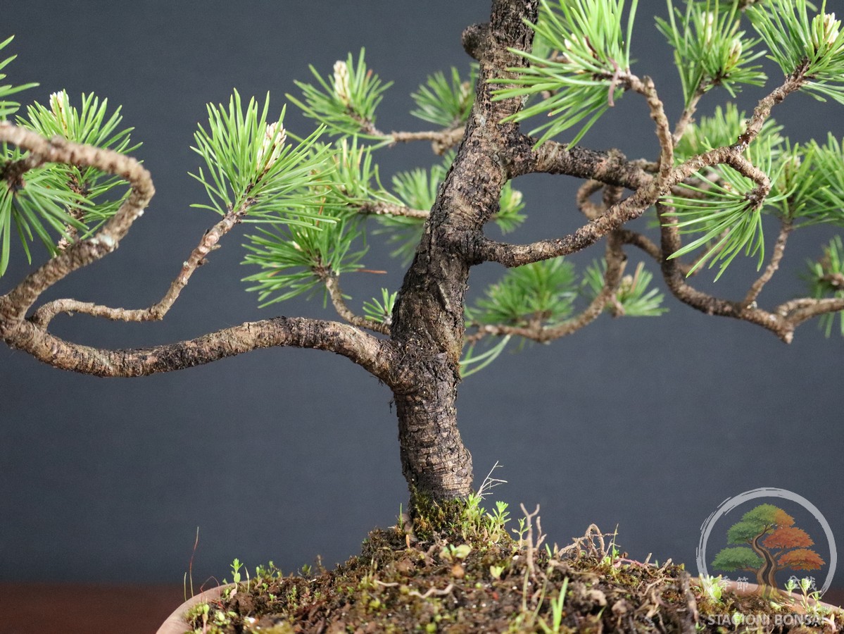 Pinus Mughus – Pino mugo (26-066) - immagine 5
