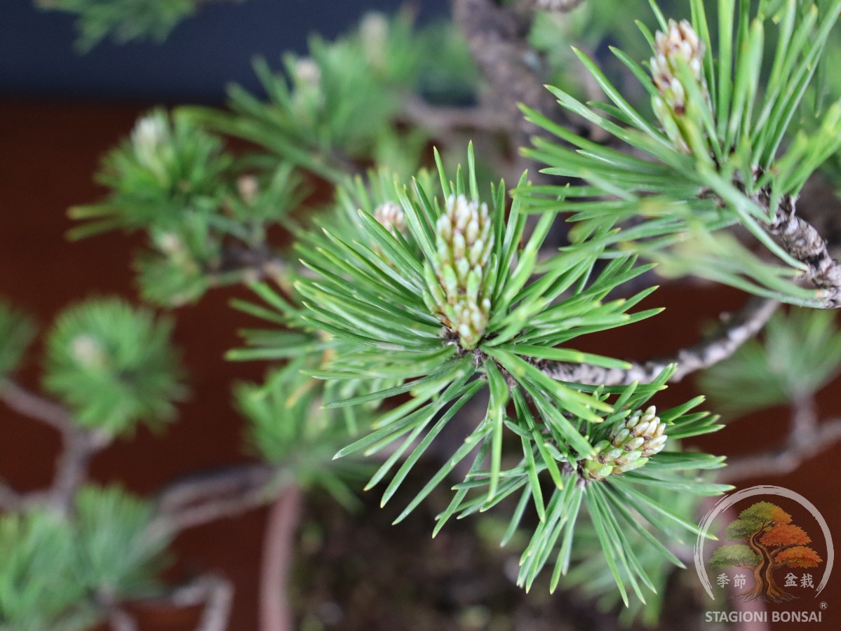 Pinus Mughus – Pino mugo (26-066) - immagine 6
