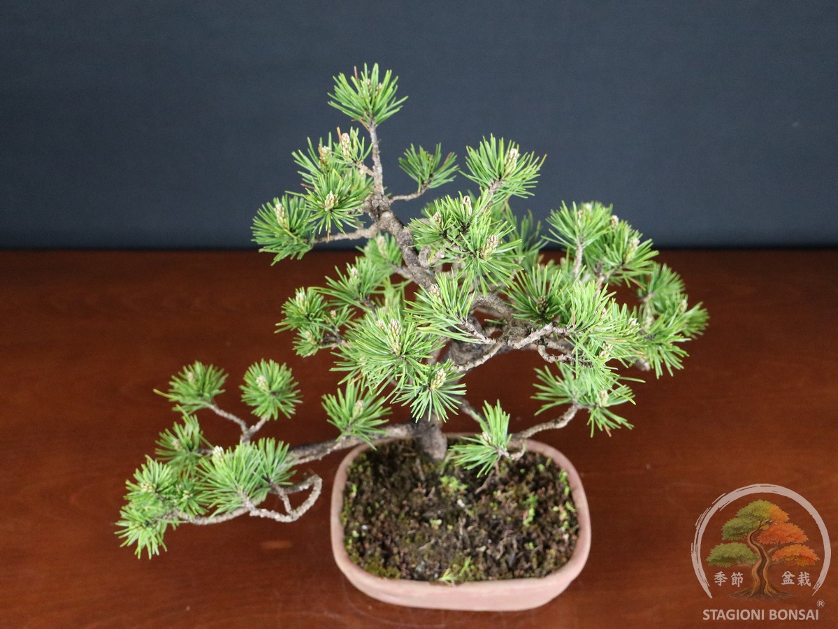Pinus Mughus – Pino mugo (26-066) - immagine 7