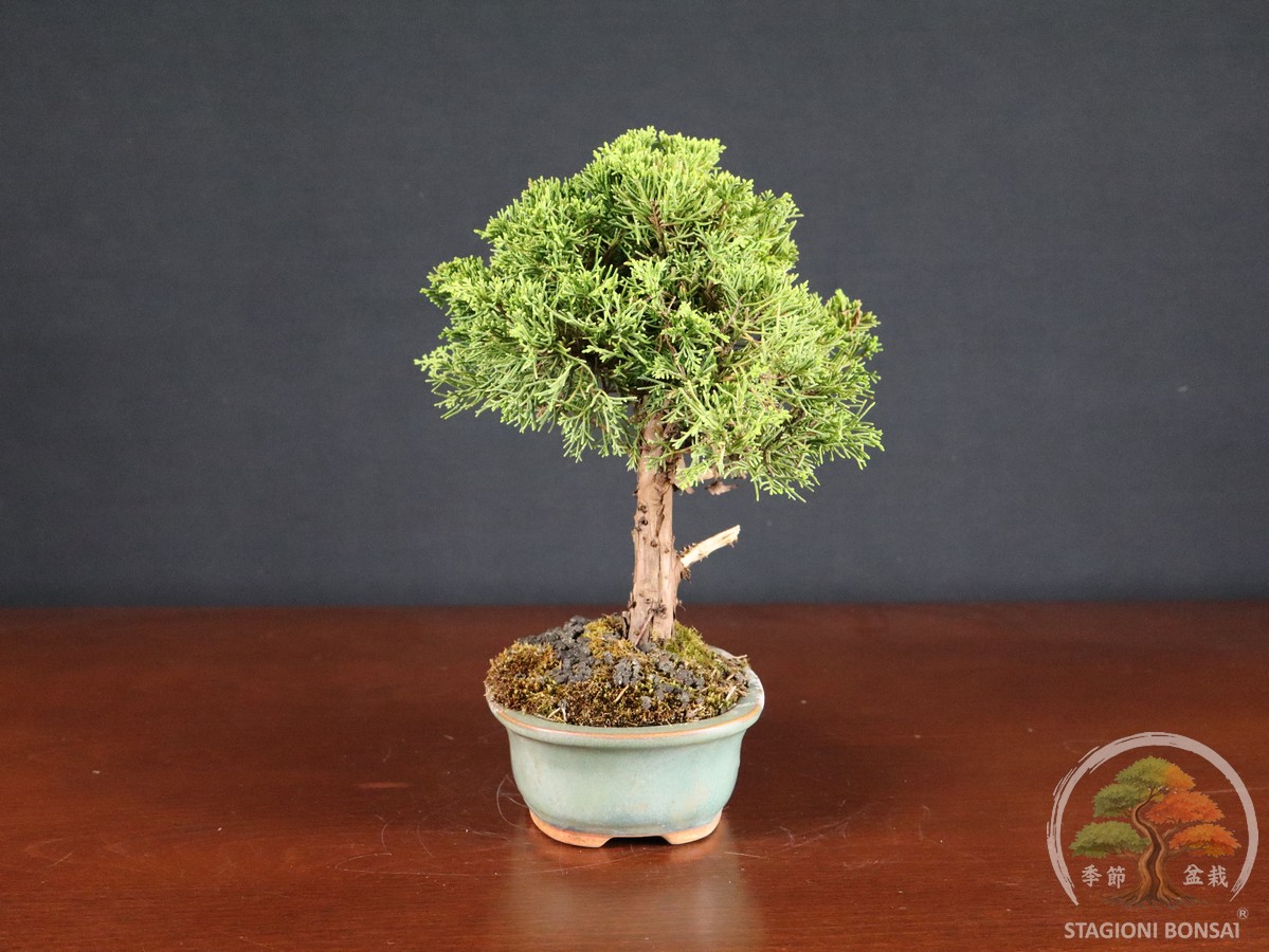 Juniperus Chinensis Itoigawa – Ginepro (26-067) - immagine 2