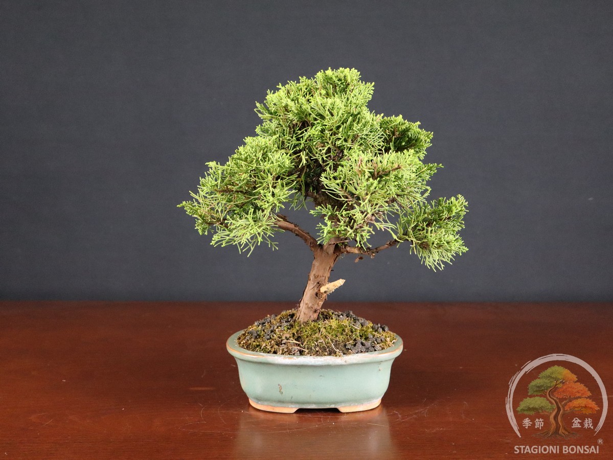 Juniperus Chinensis Itoigawa – Ginepro (26-067) - immagine 3