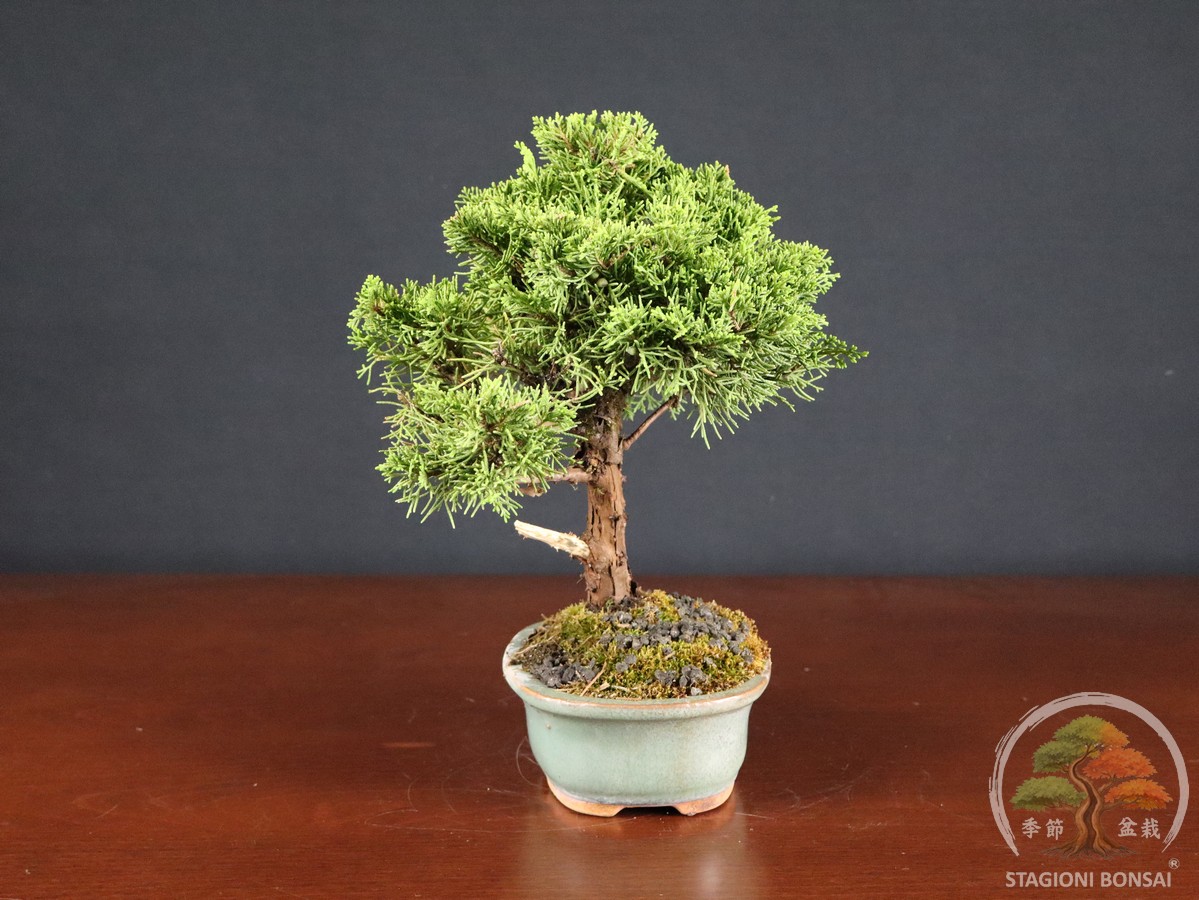 Juniperus Chinensis Itoigawa – Ginepro (26-067) - immagine 4