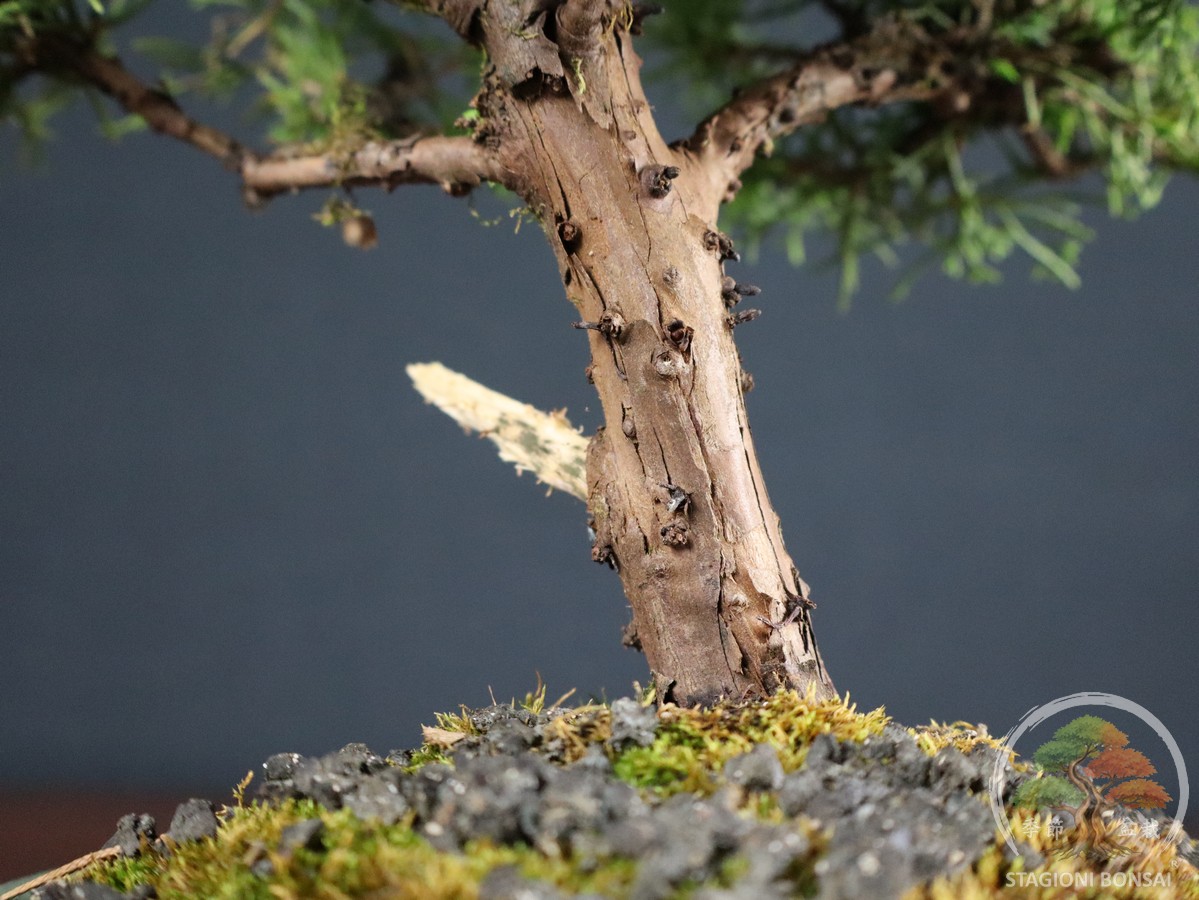 Juniperus Chinensis Itoigawa – Ginepro (26-067) - immagine 5