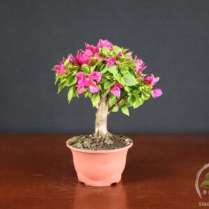 Bougainvillea mini Thai - fascia 55 €