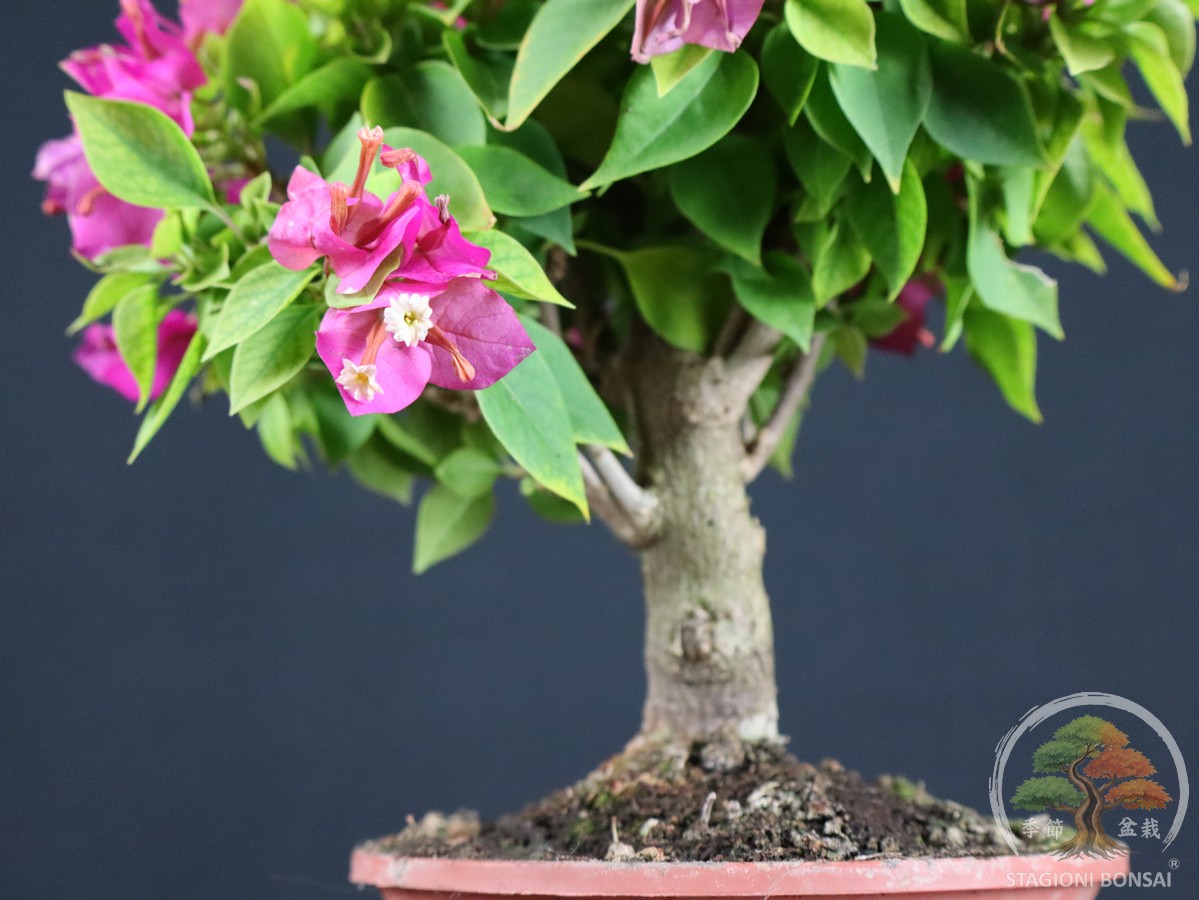 Bougainvillea mini Thai - fascia 55 € - immagine 4