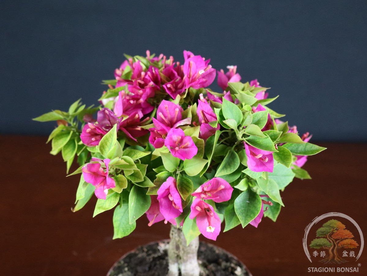 Bougainvillea mini Thai - fascia 55 € - immagine 5